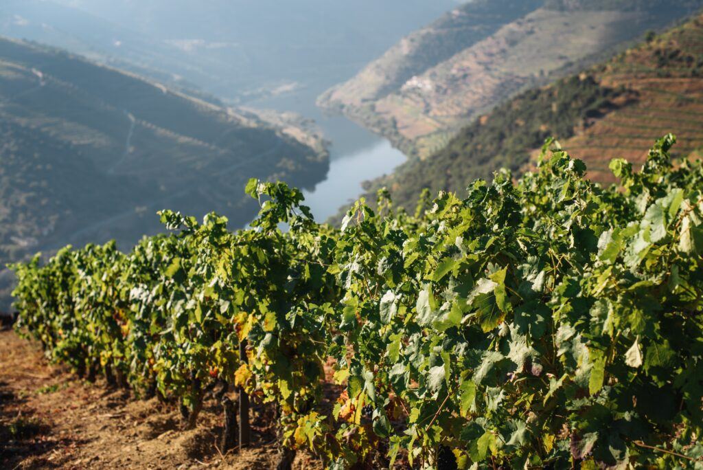 Douro Valley vineyards